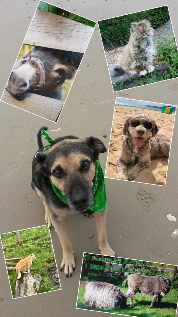 Collage mit Hunden, Katzen, Esel und Schaf auf Sandhintergrund